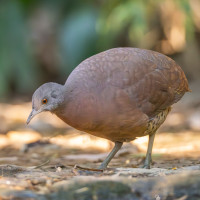 Brown Tinamou